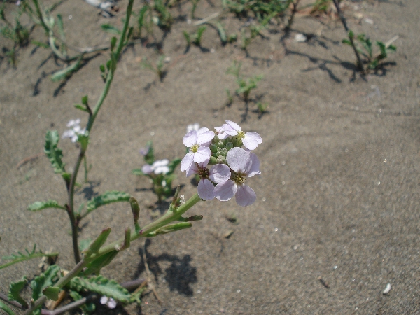 Matthiola cfr. tricuspidata e Cakile maritima